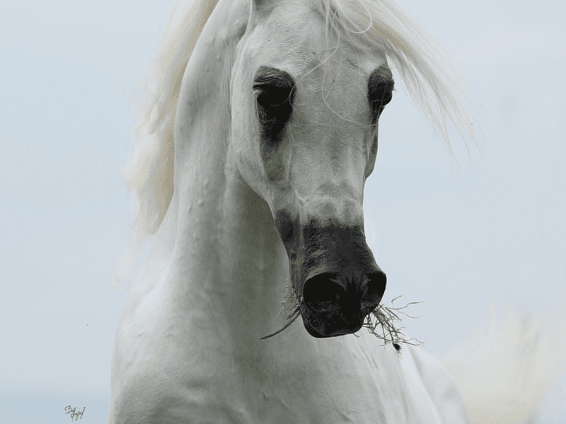 Stallions