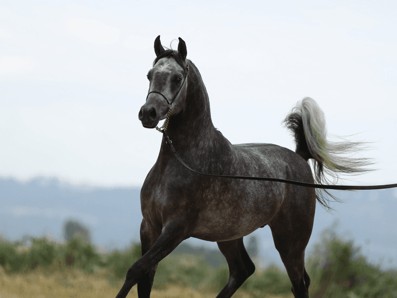 Mares