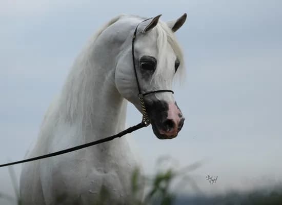 We’re happy to announce that Jolan AF has returned from a successful trip to the USA!