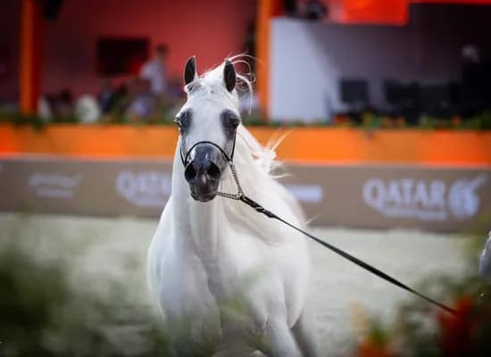 Afifi Arabians: Breeding Excellence on the International Stage