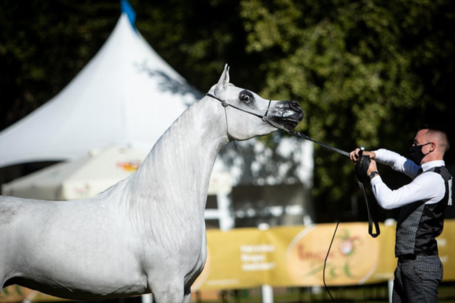 Arabian Horse World Championship 2020 - PARIS