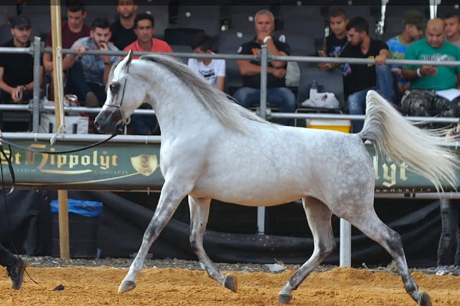 Munich Germany June 4 Arabian Horse